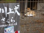 higekuma50̏s̓eʐ^1