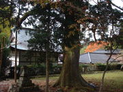 Ԃ񂳂̉pFȐhV̓eʐ^1