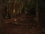 Ԃ񂳂̋ʉ_ЁipFRj̓eʐ^1