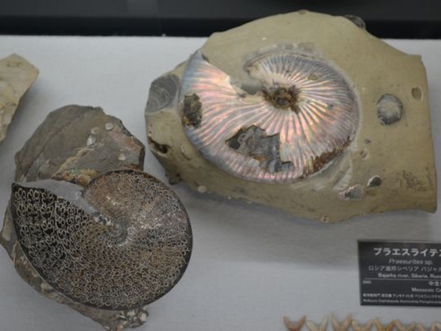 ΂t@͗lׂ̍AiCg_tHbT}Oi~[WA