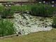 フルスピードさんの松浜軒の肥後花菖蒲の投稿写真1