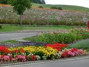 higekuma50̑z̋u񂪂̓eʐ^1