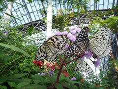 チョウの園 石川県ふれあい昆虫館の口コミ じゃらんnet