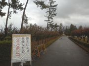 �T�r�L����̍��s�C�l���R�����̓��e�ʐ^3