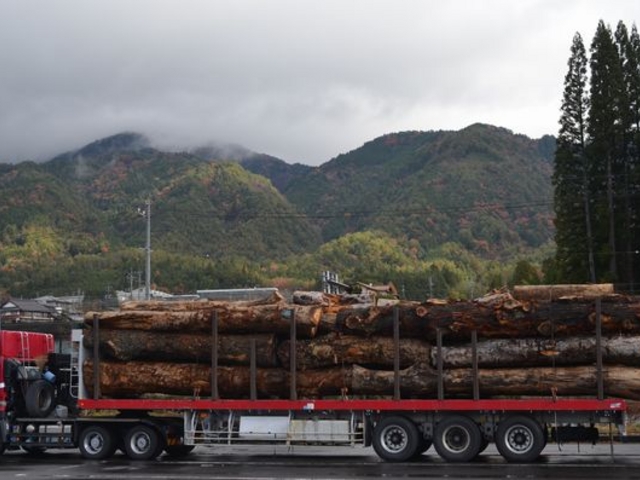 ���������Y���ԏ�ɂ��ޖ؁B_���̉w �ԊX���t�m