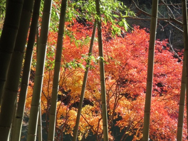 ꂢȍgtłB炢܂ɂȂȂłB_glQ