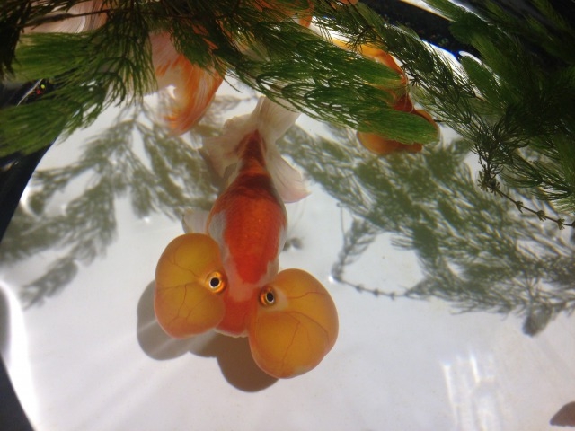 �W���̋���_���{���O��z�[��