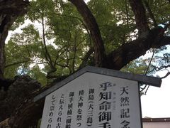 あきちゃんさんの大山祇神社のクスの投稿写真1