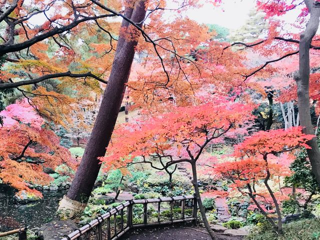 殿ヶ谷戸庭園の紅葉】アクセス・営業時間・料金情報 - じゃらんnet