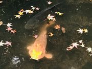 ߂̂̋É͒뉀̍gt̓eʐ^6