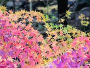 ߂̂̋É͒뉀̍gt̓eʐ^8