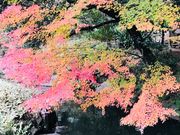 ߂̂̋É͒뉀̍gt̓eʐ^9