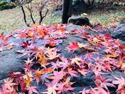 ߂̂̓aJ˒뉀̍gt̓eʐ^5