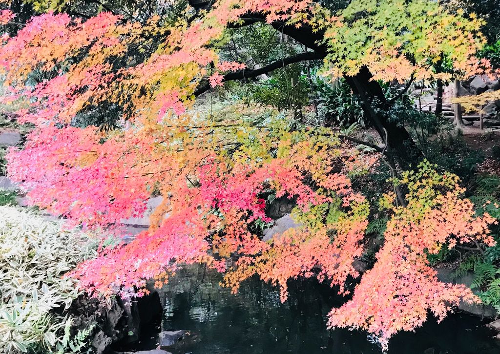 旧古河庭園の紅葉