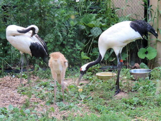 �O���߂̉Ƒ��A�Ȃ�Ɨ킵�����Ƃ�_���R������