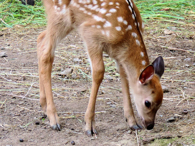 ���܂�ĊԂ��Ȃ��G�]�V�J�̐Ԃ����_���R������