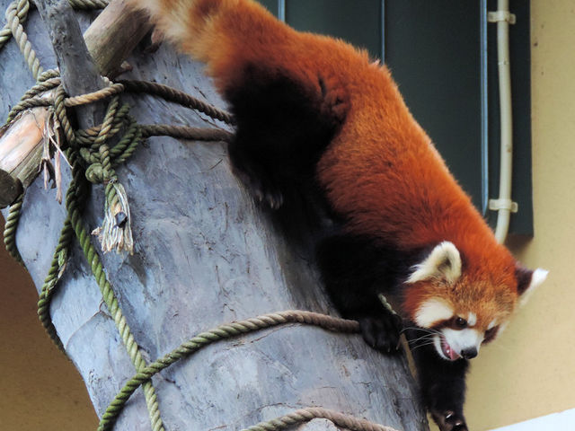 ���b�T�[�p���_���l�C��_���R������