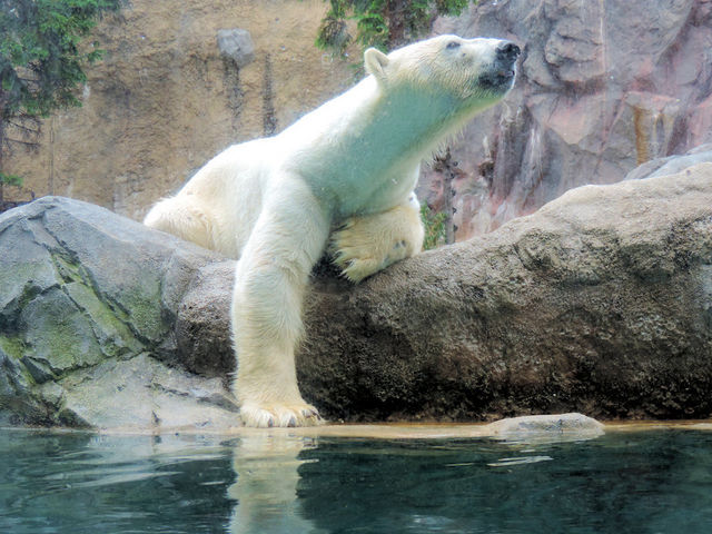 �{���͕|���̂ɁA���g���m�̃V���N�}����_���R������