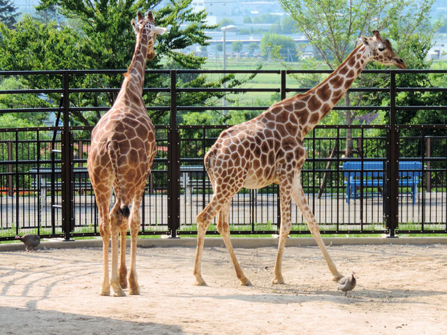 ����Ȗk���ɗ����L�����A�����͗ǂ��V�C_���R������