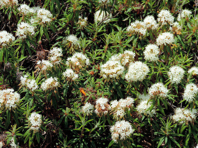 ����̉�_�쓒����