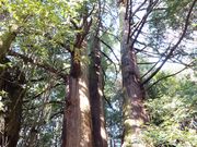 ڂ炳̐p\̗Ղ̓eʐ^9