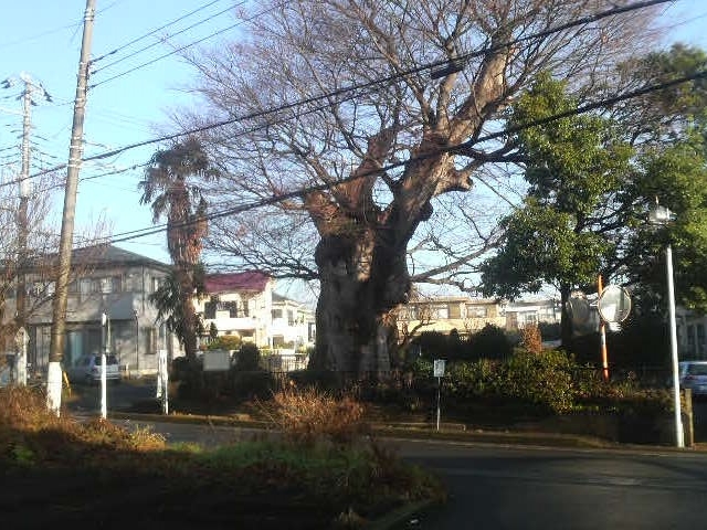 Ƃ񂳂̒ߊ̑PL̓eʐ^1