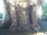 Ƃ񂳂̒ߊ̑PL̓eʐ^4