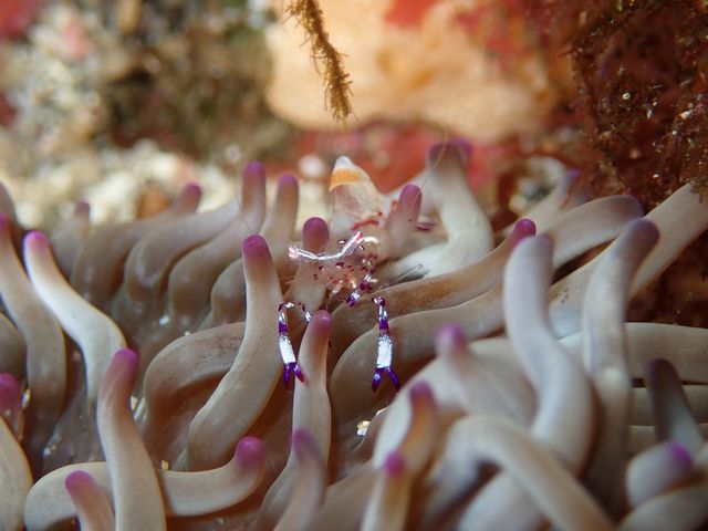 �C�\�M���`���N�G�r_���[�t�@���C�_�[�Y