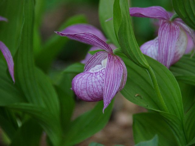 �R�쑐���̓֐���_����Ă�ςσK�[�f���������E�Ђ܂����E���[�@�j����