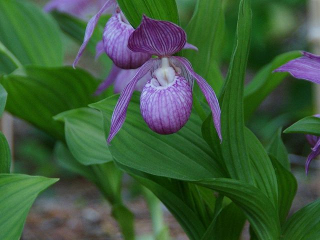 �R�쑐���̓֐���3_����Ă�ςσK�[�f���������E�Ђ܂����E���[�@�j����