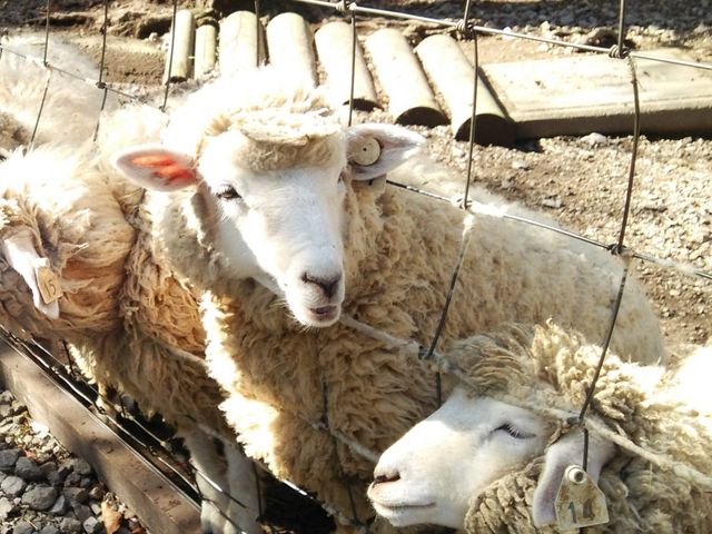 �����Ƃ肵���r�����킢��_�ɍ��ۃO���[���q��