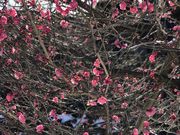 ߂̂̍c䉑̔~̓eʐ^3