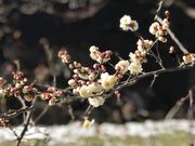 ߂̂̍c䉑̔~̓eʐ^4