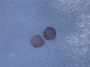 ߂̂̍c䉑̔~̓eʐ^5