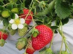 Ă̃^ix[t@[(TANABERRY FARM)ւ̓eʐ^2