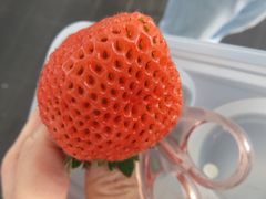 Ă̃^ix[t@[(TANABERRY FARM)ւ̓eʐ^3