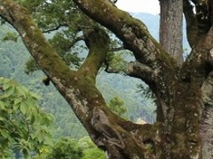 アクセルゼンカイさんの巨樹の里の投稿写真1