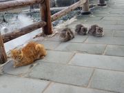 Mimisoleil̉_n̓eʐ^2