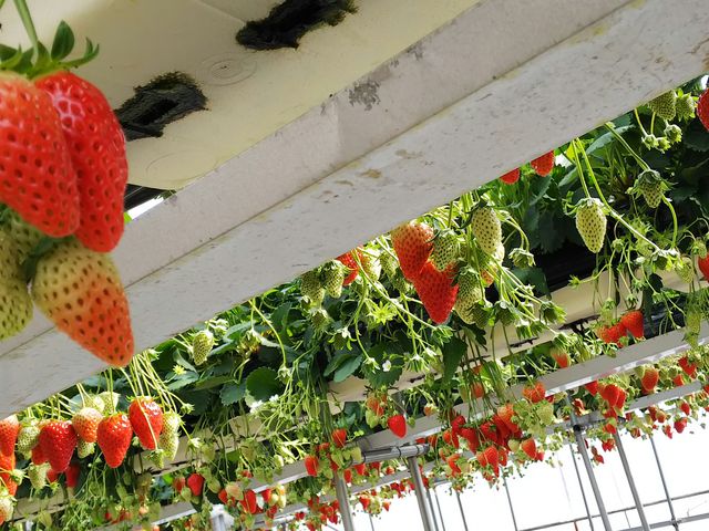 �ǂ������Ă��Ԃ����������炯�I_��̌���