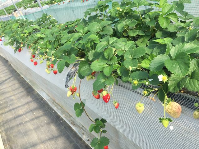 �������ł��B30���炢���ׂ܂���_���c�t�@�[���@�x���[��