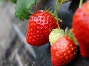 킩񂳂̂₢R̓eʐ^1