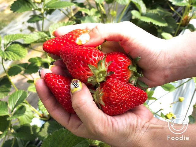 �C�`�S_�������񂿂̂��������