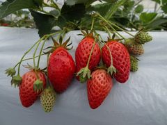 ݂ɂ݂̂悵ςςt@[ւ̓eʐ^1