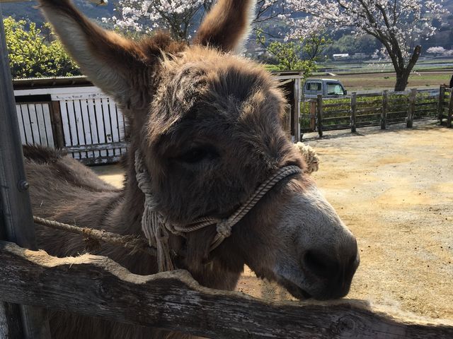 oAlĉłBɂ͍炢Ă܂__Ib`F