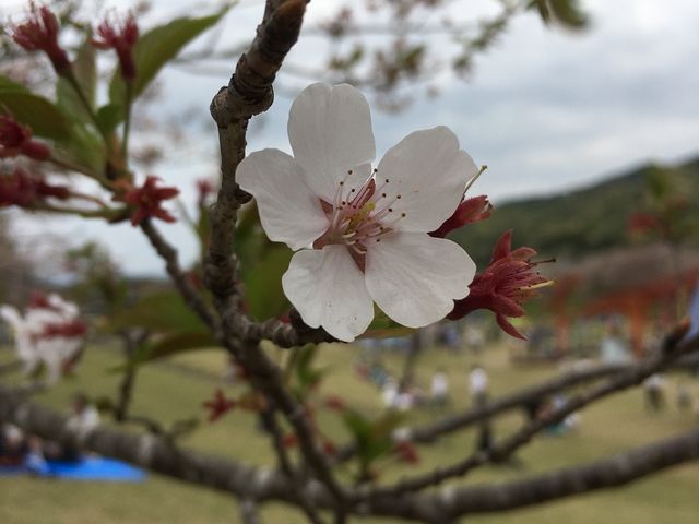 観音池公園