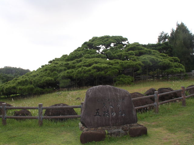 �v�ē��E�܎}�̏��A_�܎}�̏����n