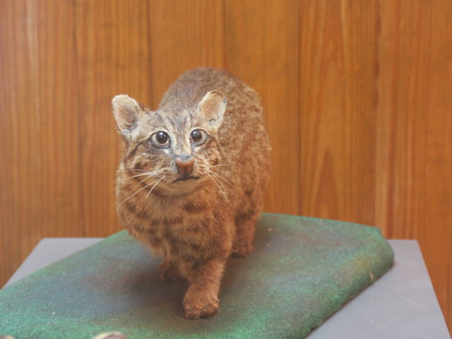 쐶یZ^[A_Ȑ\쐶یZ^[