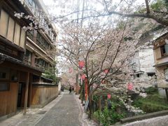 クリス・Ｍ・Ｓさんの城崎温泉街の桜の投稿写真2