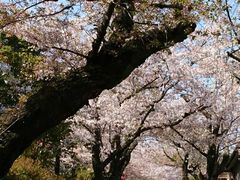 かっちさんの桃山公園の桜の投稿写真1