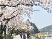 �V�g������̖ؑ]��͔Ȍ��R��̍��̓��e�ʐ^2